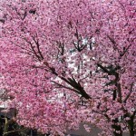 河津桜