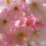 河津桜1