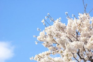 桜