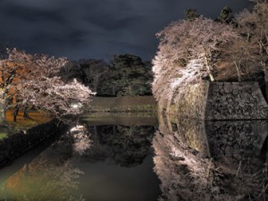 夜桜