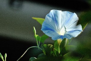 朝顔
