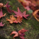 清水寺の紅葉3