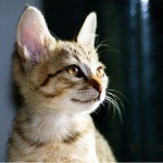 猫10