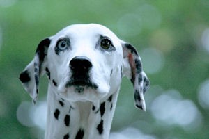 犬4