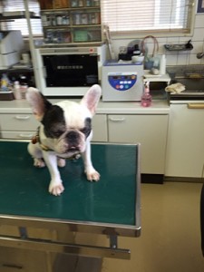 犬3