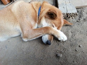 犬9