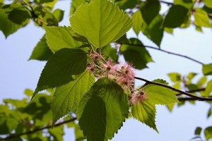 桜3