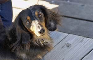 犬5